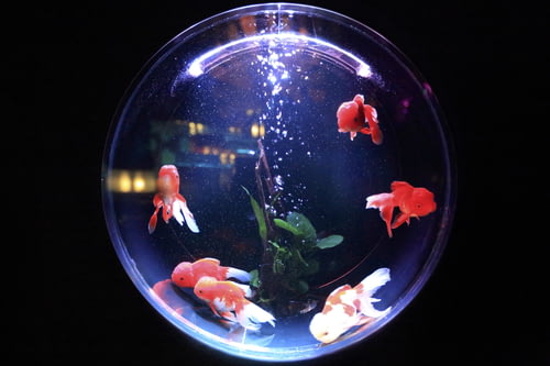 什么是掛壁式魚缸|如何制作掛壁式魚缸？